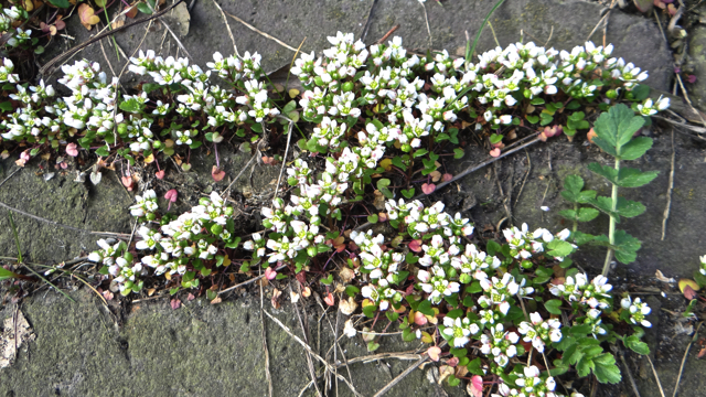 Deens lepelblad - Cochlearia danica