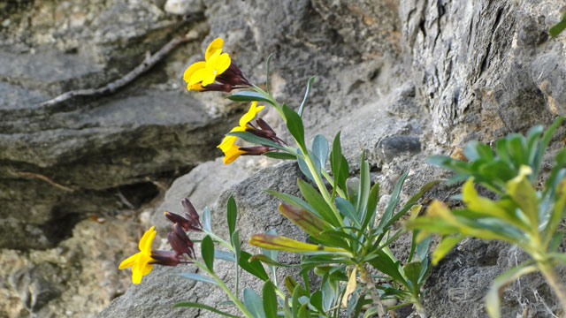 Muurbloem - Erysimum cheiri