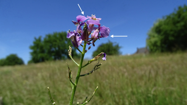 Damastbloem - Hesperis matronalis