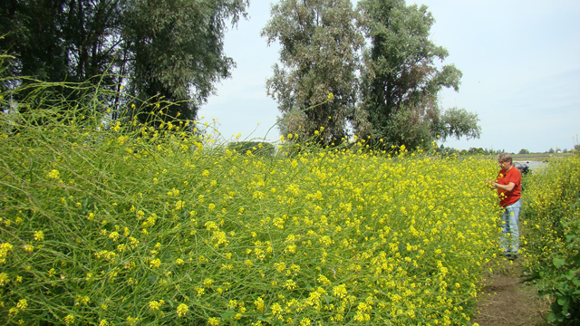 Zwarte mosterd - Brassica nigra