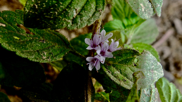 Akkermunt - Mentha arvensis