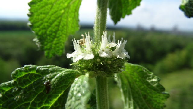 Malrove - Marrubium vulgare