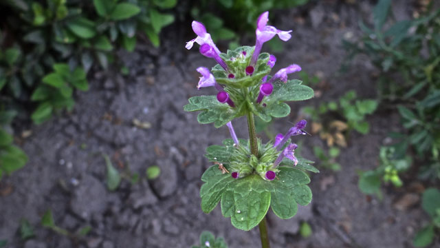 Hoenderbeet - Lamium amplexicaule