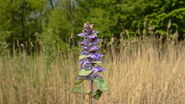 Kruipend zenegroen - Ajuga reptans