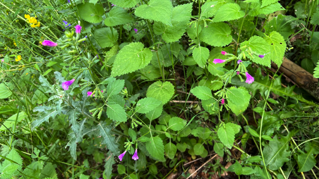 Grote steentijm - Clinopodium grandiflora