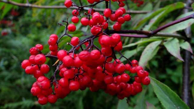 Trosvlier - Sambucus racemosa