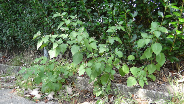 Zwarte nachtschade - Solanum nigrum