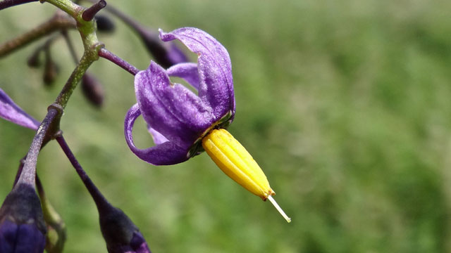 Bitterzoet - Solanum dulcamara