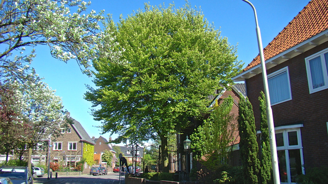 Beuk - Fagus sylvatica