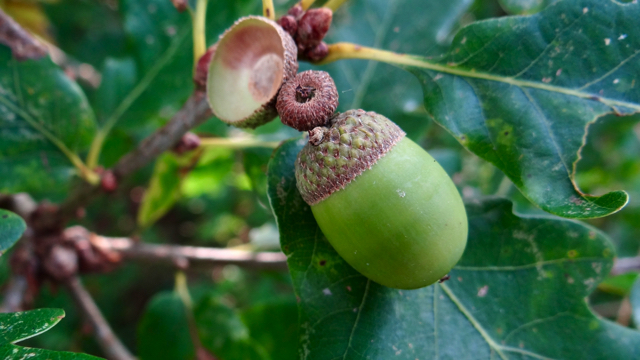 Wintereik - Quercus petraea