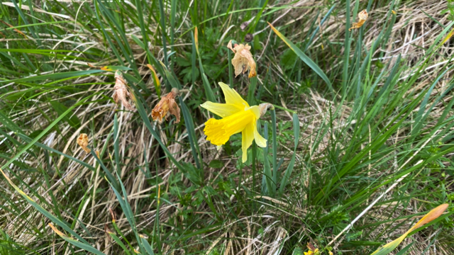 Wilde narcis - Narcissus pseudonarcissus