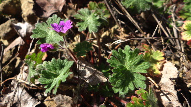 Zachte ooievaarsbek - Geranium molle