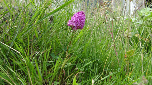 Hondskruid - Anacamptis pyramidalis