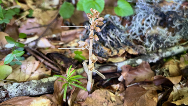 Vogelnestje - Neottia nidus-avis