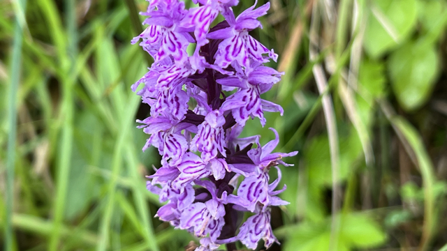 Brede orchis - Dactylorhiza majalis