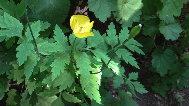 Schijnpapaver - Meconopsis cambrica