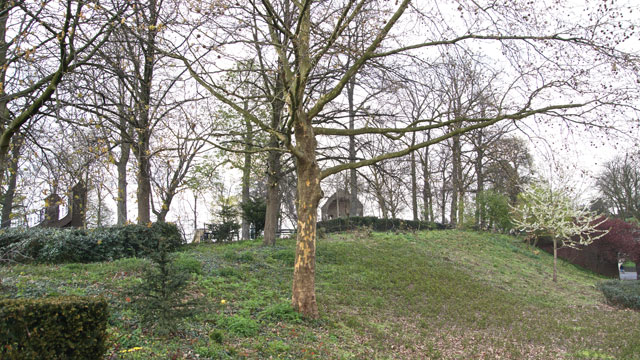 Esdoornbladige plataan - Platanus hispanica