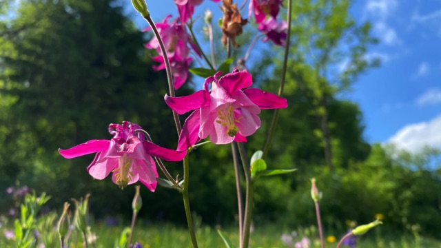 Wilde akelei - Aquilegia vulgaris