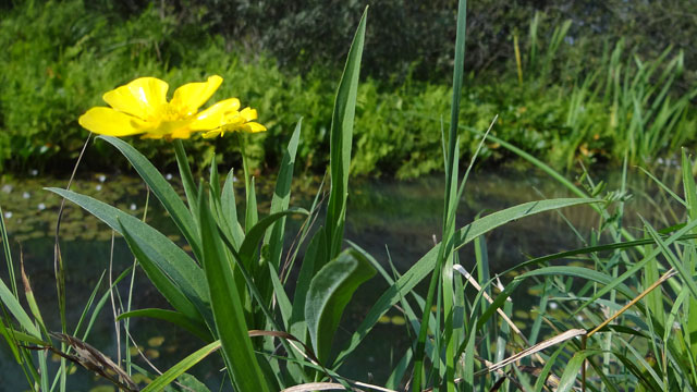 Grote boterbloem - Ranunculus lingua