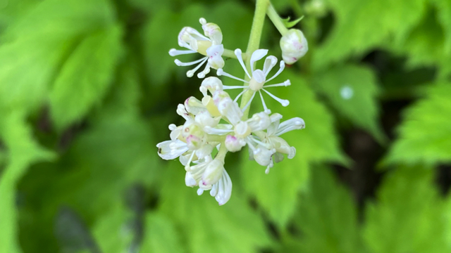 Christoffelkruid - Actaea spicata