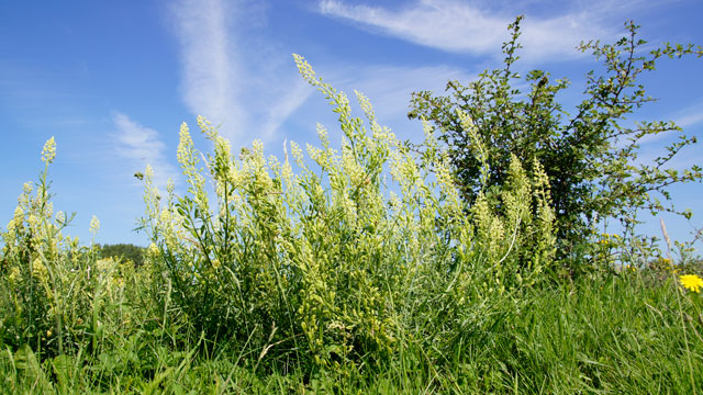 Wilde reseda - Reseda lutea