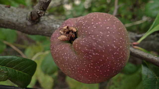 Appel - Malus sylvestris