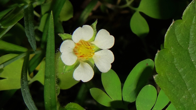 Aardbeiganzerik - Potentilla sterilis