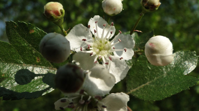 Tweestijlige meidoorn - Crataegus laevigata