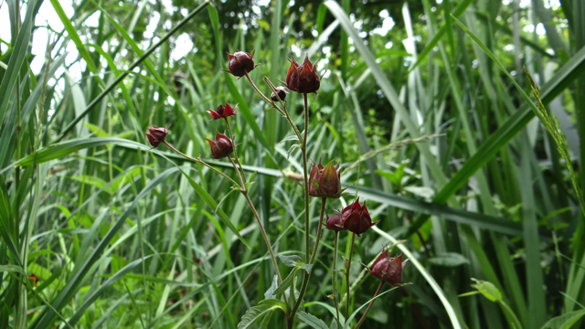 Wateraardbei - Comarum palustre