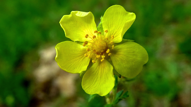 Voorjaarsganzerik - Potentilla verna