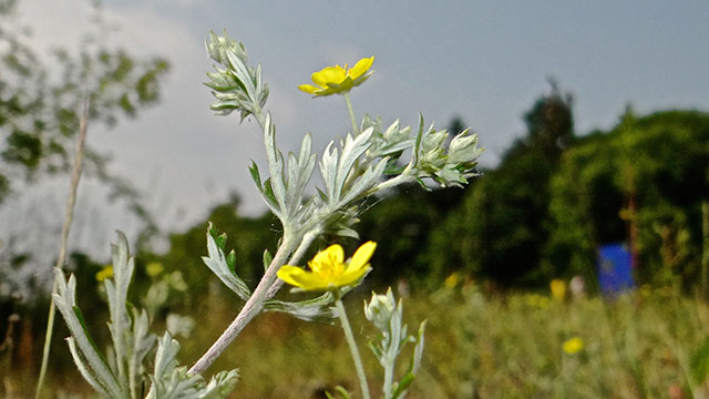 Viltganzerik - Potentilla argentea