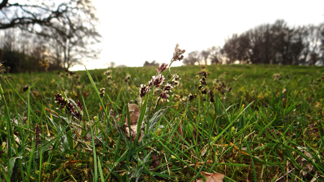 Gewone veldbies - Luzula campestris