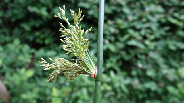 Pitrus - Juncus effusus