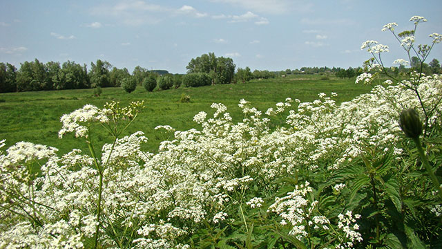 Fluitenkruid - Anthriscus sylvestris