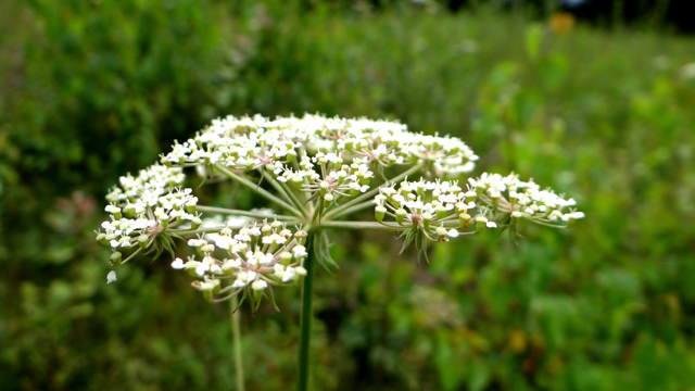 Melkeppe - Peucedanum palustre