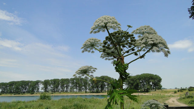 Reuzenberenklauw - Heracleum mantegazzianum