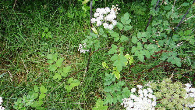 Gewone engelwortel - Angelica sylvestris