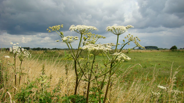 Gewone berenklauw - Heracleum sphondylium