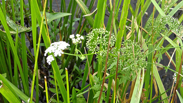 Kleine watereppe - Berula erecta