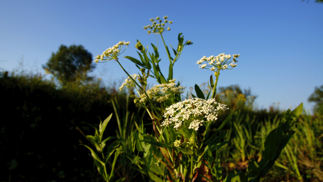 Grote watereppe - Sium latifolium