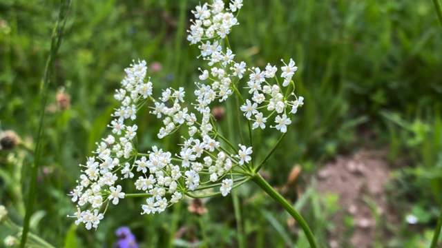 Kleine bevernel - Pimpinella saxifraga