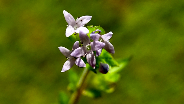 Blauw walstro - Sherardia arvensis