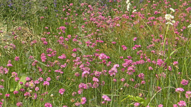 Engels gras - Armeria maritima