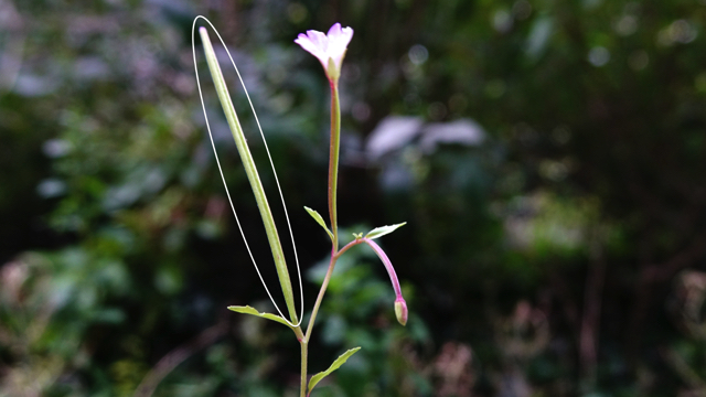 Bergbasterdwederik - Epilobium montanum