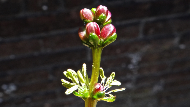Aarvederkruid - Myriophyllum spicatum