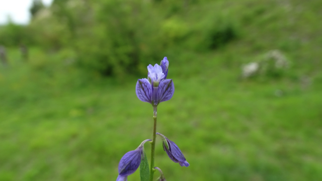 Gewone vleugeltjesbloem s.l. - Polygala vulgaris