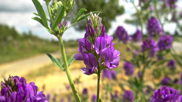 Luzerne - Medicago sativa