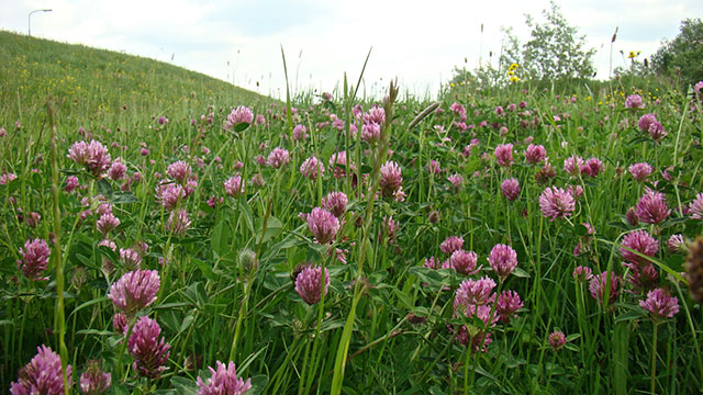 Rode klaver - Trifolium pratense