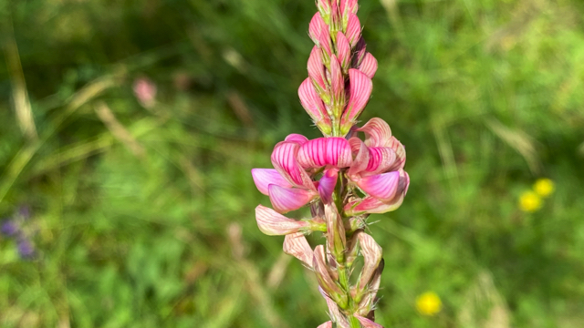 Esparcette - Onobrychis viciifolia