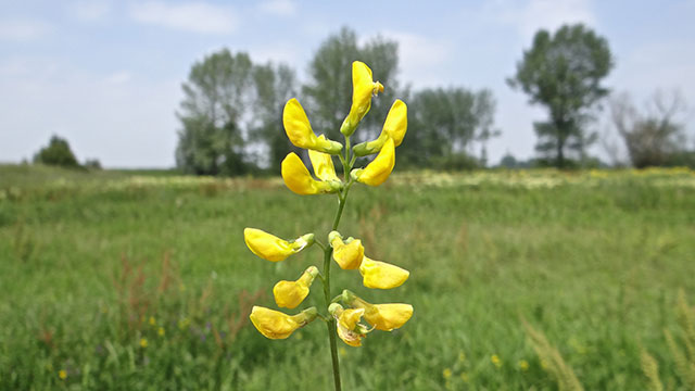 Veldlathyrus - Lathyrus pratensis